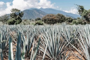 History Of Tequila 1 Blue agave field outside of tequila mexico