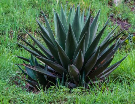 A large maguey plant